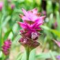 Thailand Curcuma Seeds Called Siam Tulip 20 Seeds