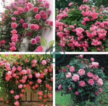 Pink Climbing Jasmine Plant Flower 200 Seeds