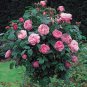 Pink Climbing Jasmine Plant Flower 200 Seeds