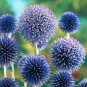 Echinops sphaerocephalus Glandular Globe-thistle 60 Seeds