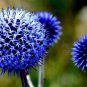 Echinops sphaerocephalus Glandular Globe-thistle 60 Seeds