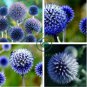 Echinops sphaerocephalus Glandular Globe-thistle 200 Seeds
