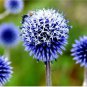 Echinops sphaerocephalus Glandular Globe-thistle 200 Seeds
