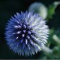 Echinops sphaerocephalus Glandular Globe-thistle 200 Seeds