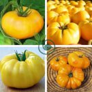 Dixie Golden Giant Tomato 400 Seeds