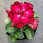 Adenium Desert Rose 40 Seeds