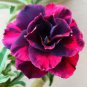 Adenium Desert Rose 40 Seeds