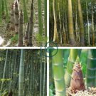 Giant Wholesale-Large Phyllostachys pubescens moso bamboo 80 Seeds