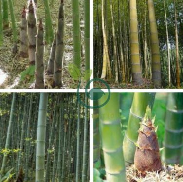 Giant Wholesale-Large Phyllostachys pubescens moso bamboo 80 Seeds