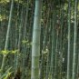 Giant Wholesale-Large Phyllostachys pubescens moso bamboo 80 Seeds