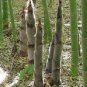 Giant Wholesale-Large Phyllostachys pubescens moso bamboo 200 Seeds