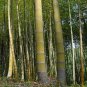 Giant Wholesale-Large Phyllostachys pubescens moso bamboo 200 Seeds