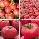 Japanese Little Pink Peach of Tomato 600 Seeds