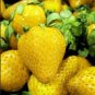 Woodland Strawberry 1000 Seeds