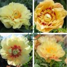 Peony Seeds Peony Variety Peony 'Prairie Charm' 24 Seeds