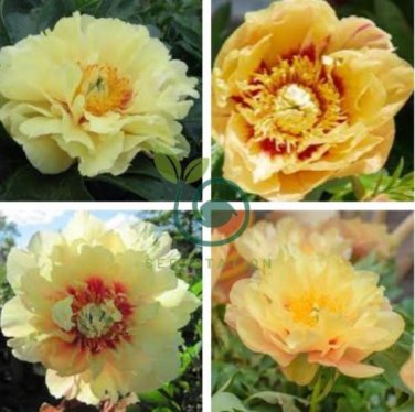 Peony Seeds Peony Variety Peony 'Prairie Charm' 24 Seeds