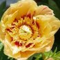 Peony Seeds Peony Variety Peony 'Prairie Charm' 24 Seeds