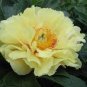 Peony Seeds Peony Variety Peony 'Prairie Charm' 24 Seeds