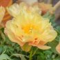 Peony Seeds Peony Variety Peony 'Prairie Charm' 24 Seeds