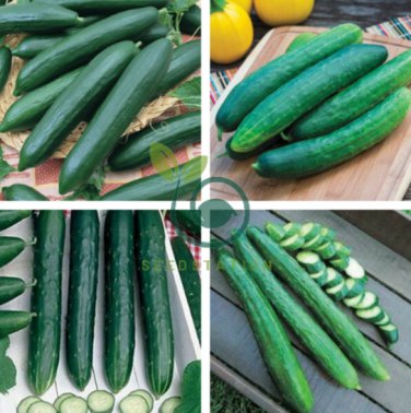 Early Spring Burpless Hybrid Cucumber 100 Seeds