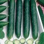 Early Spring Burpless Hybrid Cucumber 100 Seeds