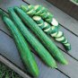 Early Spring Burpless Hybrid Cucumber 100 Seeds