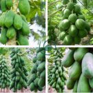 Papaya Giant Long Tree Fruit 12 Seeds