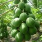 Papaya Giant Long Tree Fruit 12 Seeds