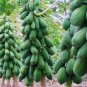 Papaya Giant Long Tree Fruit 12 Seeds