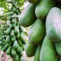 Papaya Giant Long Tree Fruit 12 Seeds