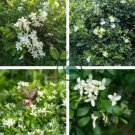 Murraya Paniculata Orange Jasmine 40 Seeds