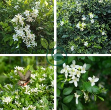 Murraya Paniculata Orange Jasmine 40 Seeds