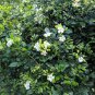 Murraya Paniculata Orange Jasmine 40 Seeds