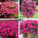 Pink Petunia Bright Color Rare 120 Seeds