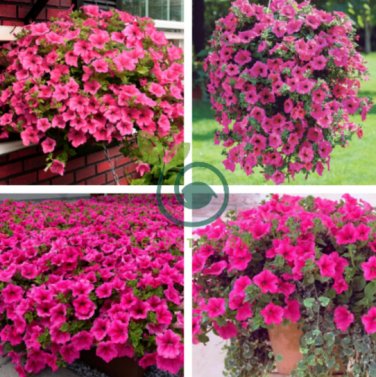 Pink Petunia Bright Color Rare 120 Seeds