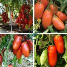 Heirloom Ukraine Kibits Tomato 100 Seeds