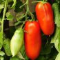 Heirloom Ukraine Kibits Tomato 100 Seeds