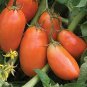 Heirloom Ukraine Kibits Tomato 100 Seeds