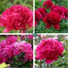 Rare Flower King Pink Red Peony Seedling 10 Seeds