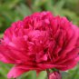 Rare Flower King Pink Red Peony Seedling 10 Seeds