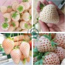 Rare White Strawberry 50 Seeds