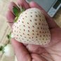 Rare White Strawberry 50 Seeds
