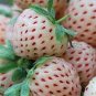 Rare White Strawberry 50 Seeds