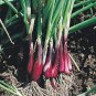 Spring Onion with Red Beard 60 Seeds