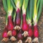 Spring Onion with Red Beard 60 Seeds