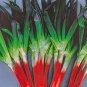 Spring Onion with Red Beard 60 Seeds