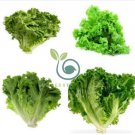 Hongkong Ice Berg Lettuce 10 Seeds