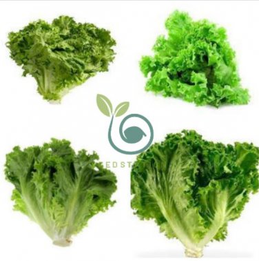 Hongkong Ice Berg Lettuce 10 Seeds