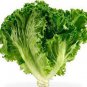 Hongkong Ice Berg Lettuce 10 Seeds
