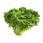 Hongkong Ice Berg Lettuce 10 Seeds
